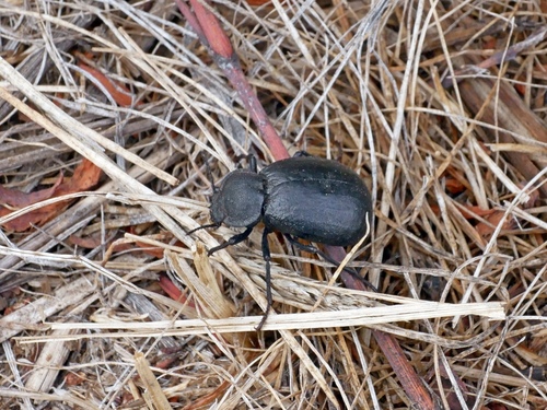 Stenomorpha puncticollis