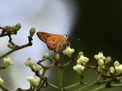 Salanoemia tavoyana
