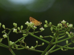 Salanoemia tavoyana