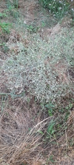 Centaurea diffusa
