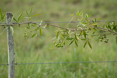Cissus palmata