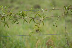 Cissus palmata