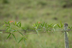 Cissus palmata