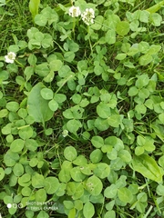 Trifolium repens