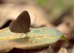 Mycalesis janardana