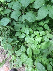 Fragaria vesca americana