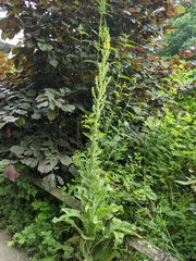 Verbascum speciosum