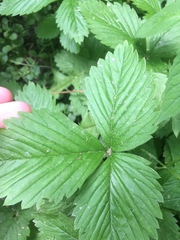 Fragaria vesca americana