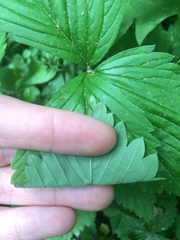 Fragaria vesca americana