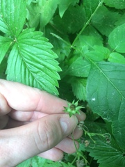 Fragaria vesca americana