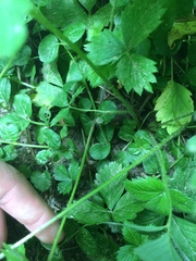 Fragaria vesca americana