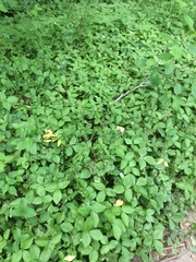 Fragaria vesca americana