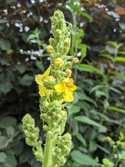 Verbascum speciosum