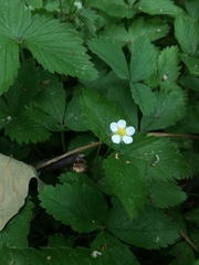 Fragaria vesca americana