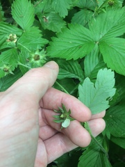 Fragaria vesca americana