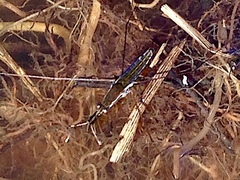Limnoporus canaliculatus