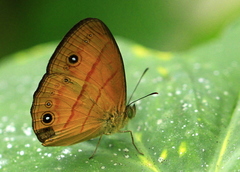 Mycalesis patiana