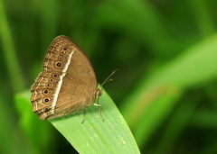Mycalesis horsfieldi
