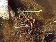 Limnoporus canaliculatus