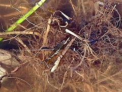 Limnoporus canaliculatus