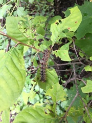 Lymantria dispar