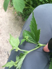 Geum laciniatum