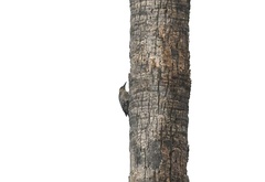 Melanerpes uropygialis