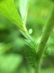 Geum laciniatum