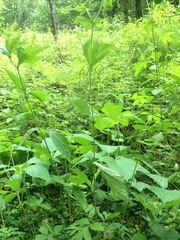 Geum laciniatum