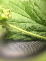 Geum laciniatum