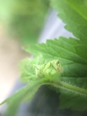 Geum laciniatum