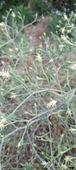 Centaurea diffusa