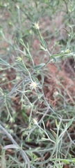 Centaurea diffusa
