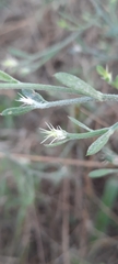 Centaurea diffusa