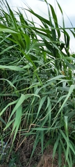 Phragmites australis