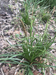 Carex cherokeensis