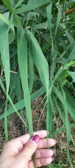 Phragmites australis