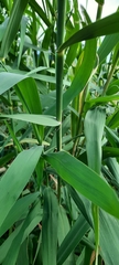 Phragmites australis