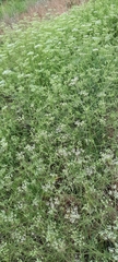 Falcaria vulgaris
