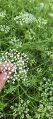 Falcaria vulgaris