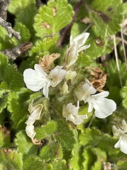 Teucrium pyrenaicum