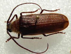 Tragosoma harrisii