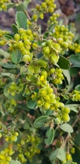 Davilla
