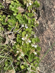 Teucrium pyrenaicum