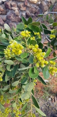 Davilla
