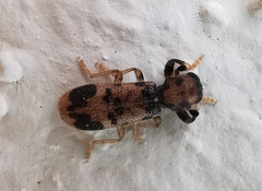 Pelonium maculicolle