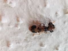 Pelonium maculicolle