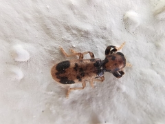 Pelonium maculicolle