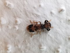 Pelonium maculicolle