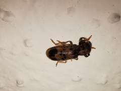 Pelonium maculicolle